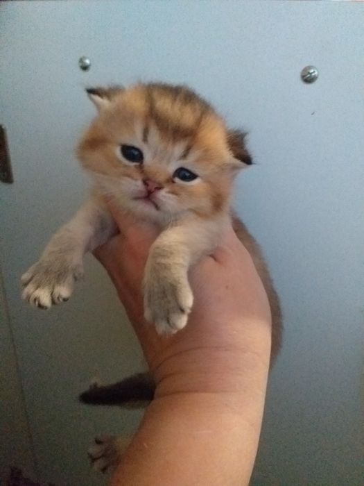 Золоті шиншили на бронь