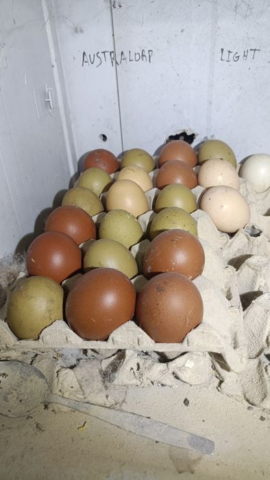 Pintos Nascidos de Ovos Várias Cores