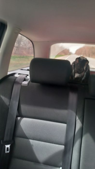 Перевозка перевезення тварин животных по Украине,Пасажирські перевезен