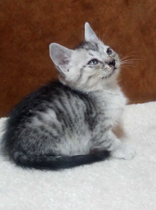 Шотландский котенок,Серебристая шиншилла!