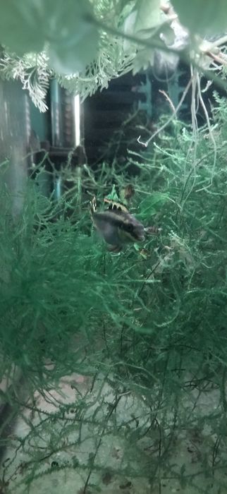 Ciclídeo anão Pelvicachromis pulcher, Kribensis