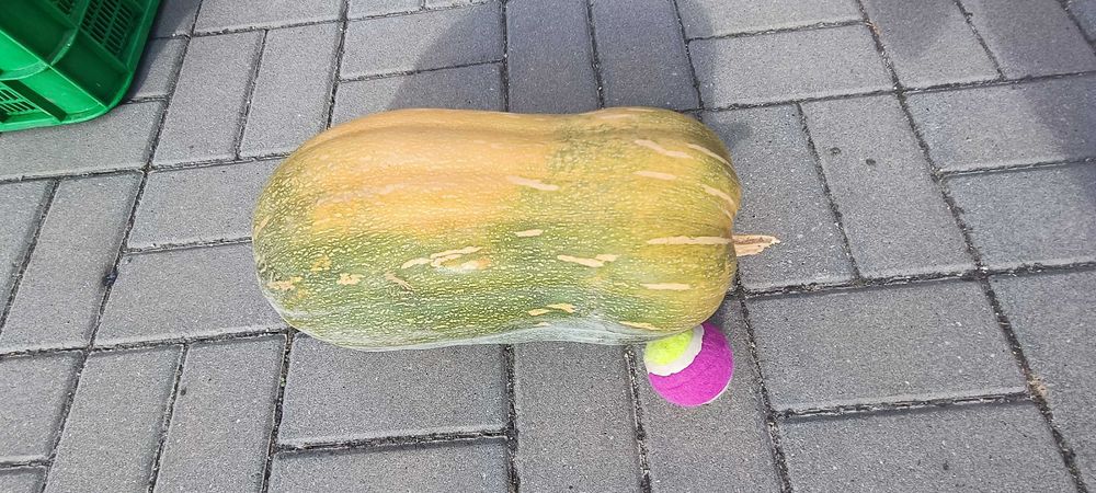 Abóboras menina biológicas