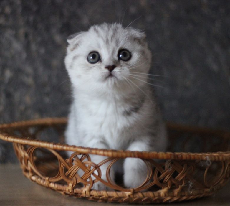 Срібляста висловуха крихітка шукає свою родину