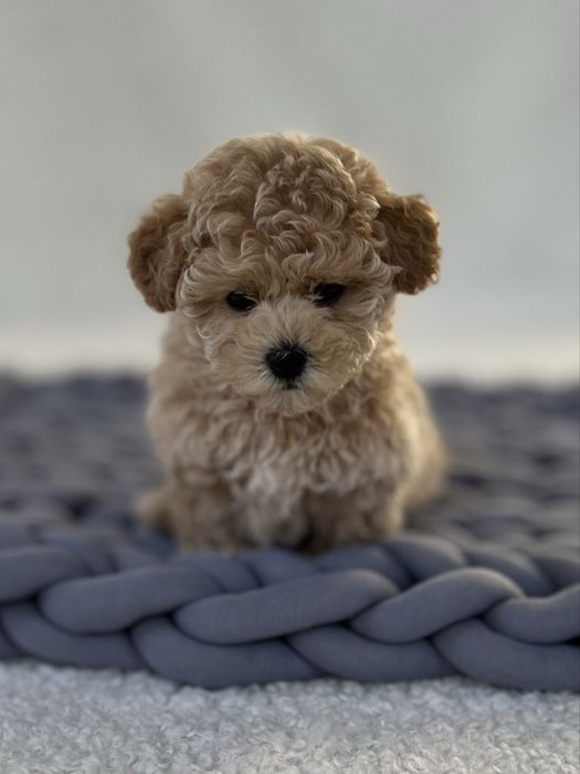 Преміум цуцики міні мальтіпу ф1