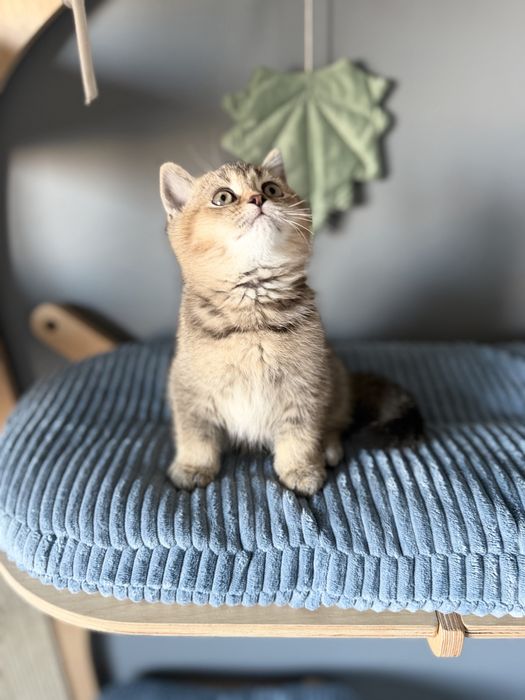 Kocurek Kot Brytysko Golden shaded