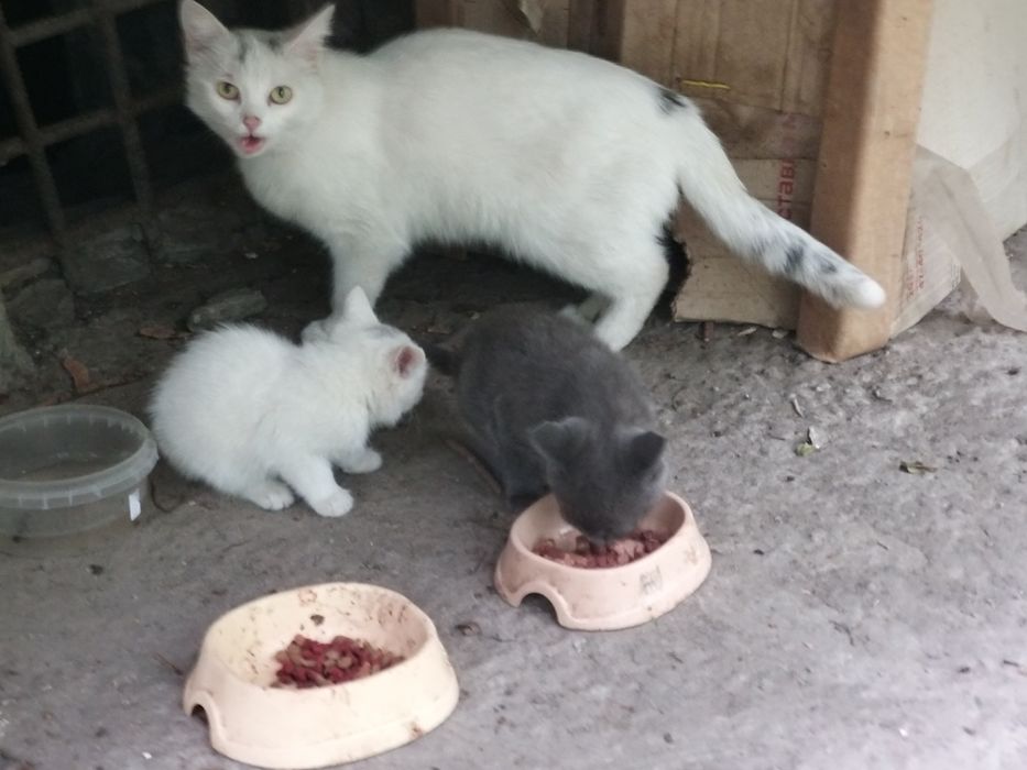 Котенята шукають дім і люблячих добрих хазяїв