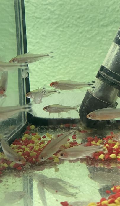 Rodostomus Zwinnik Czerwonoustny