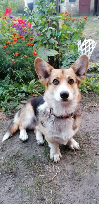 Перетримка собак(маленьких та середніх порід))