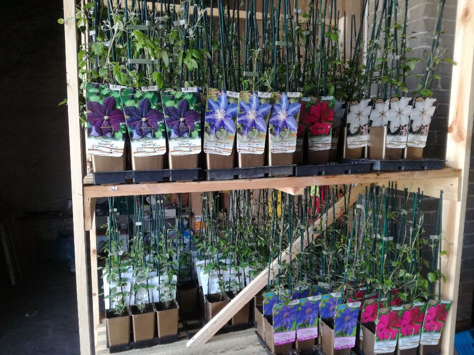 Clematis, powojnik, clematisy -różne kolory,niebieski, biały..