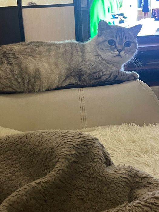 Шотландські котята блюпоінт