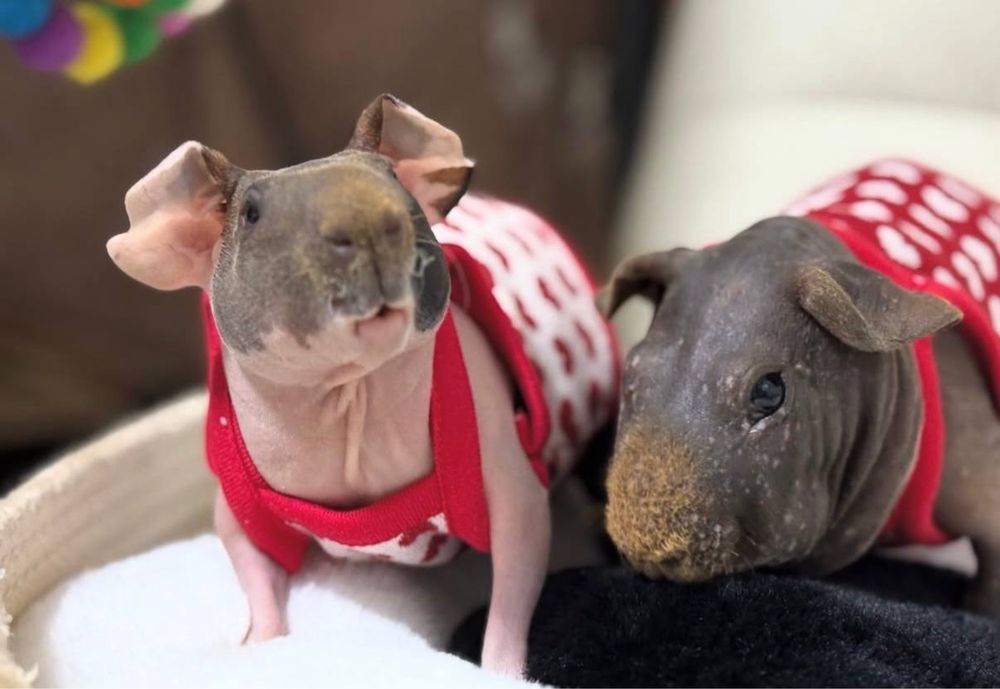 Лисі  морські свинки різних підвидів