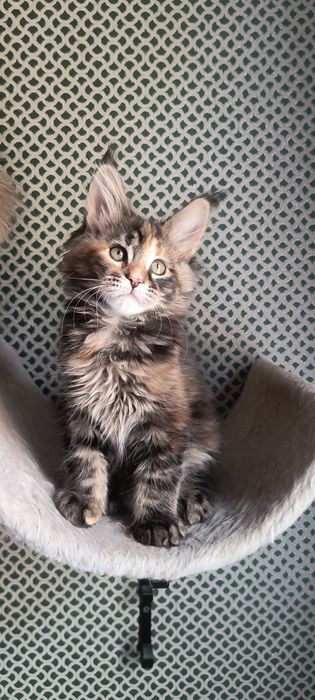 Котенок Мейн Кун