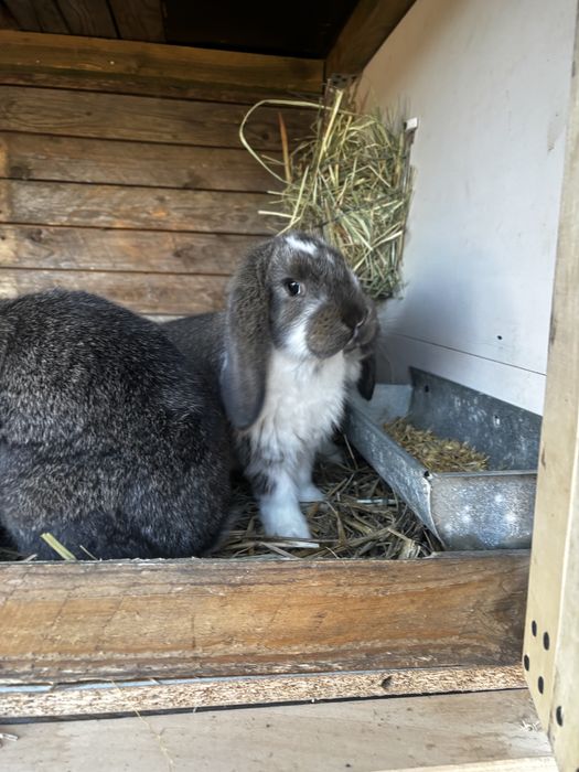 Kroliki barany francuskie