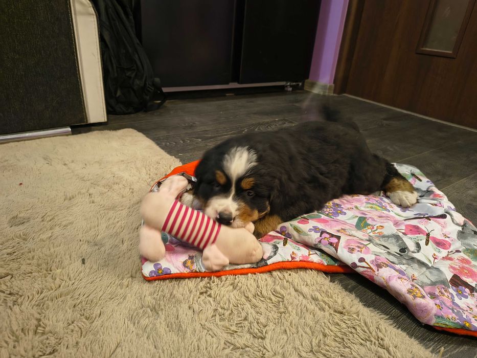 Szczeniak Berneński pies pasterski