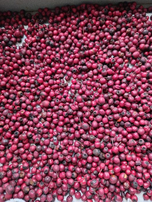 Ягоди гльоду сушені і свіжонарвані 2025 року