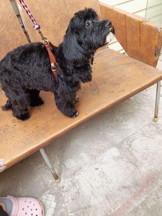 Мальтипу мальчик F2