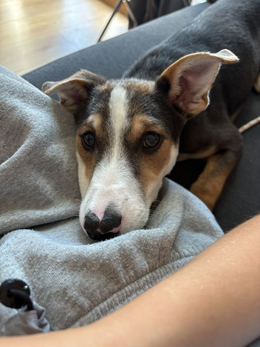 Taro – miał dom przez dwa dni. Potem wrócił za kraty! Adopcja dt