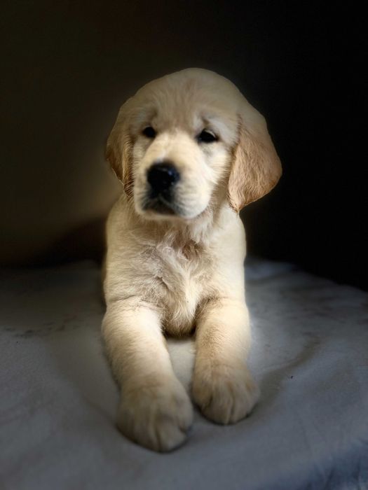 Szczeniak Golden Retriever Suczka Sunia z rodowodem
