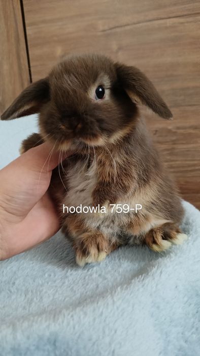 Mini lop króliki karzełek miniaturka baranek hodowla