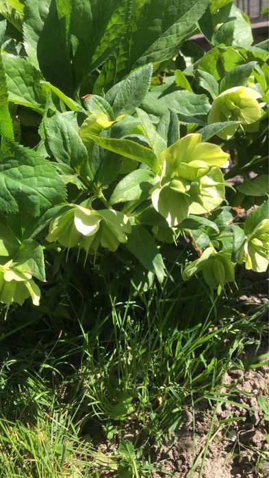 Морозник (Чимерник)