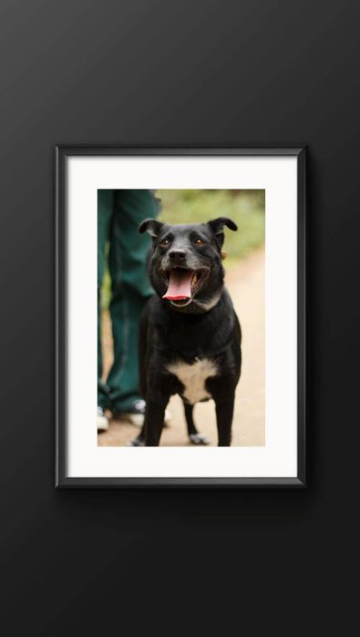 Kochany Juniorek szuka domu!