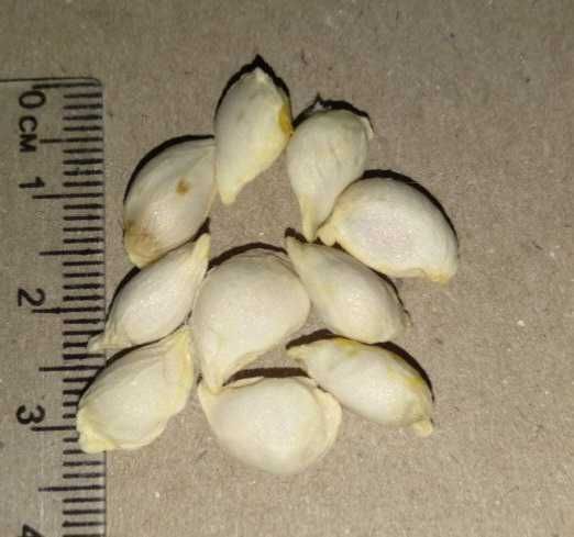 Насіння апельсинового дерева (сорт з Півдня Італії)