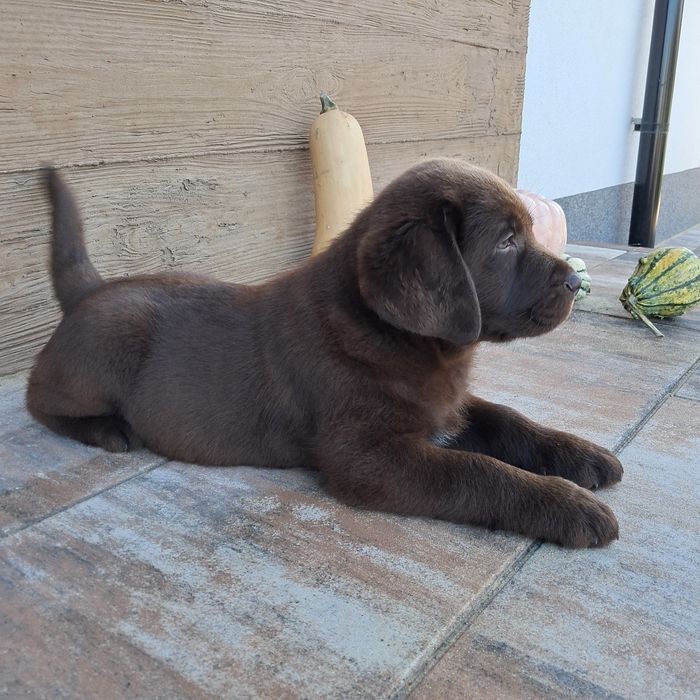 Labrador retriever-piesek