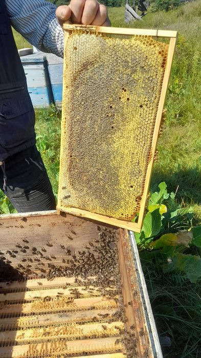 Бджолопакети, відводки, бджолосім’ї на 2025 рік