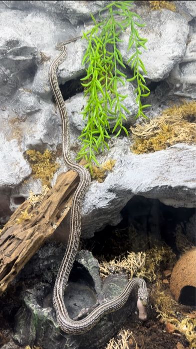 Wąż zbozowy samica