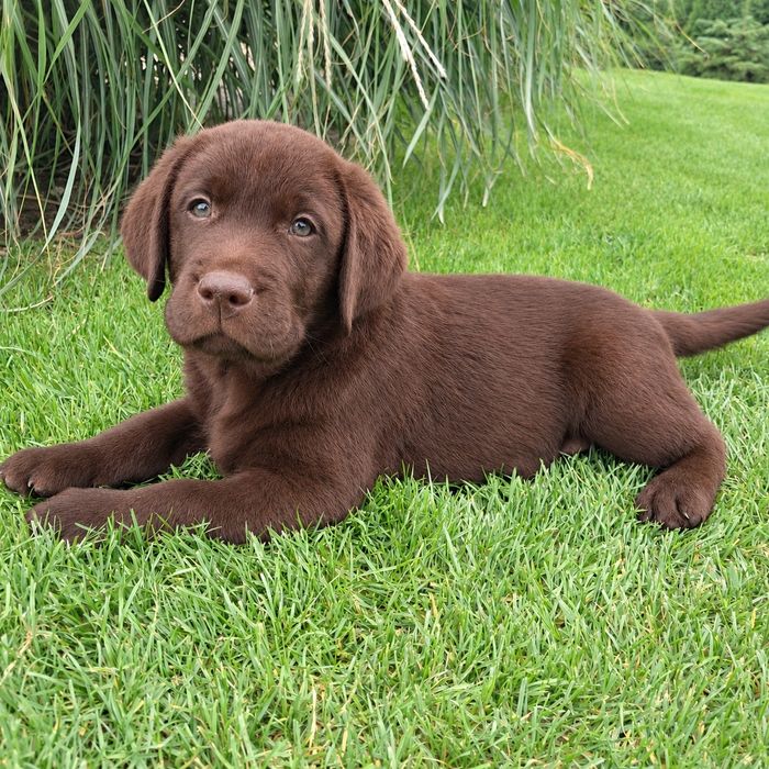Labrador retriever-piesek