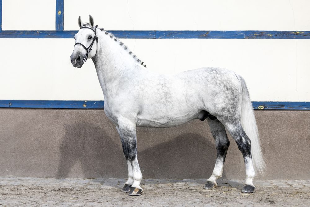 Stanówka Ogier śląski Ramzes II