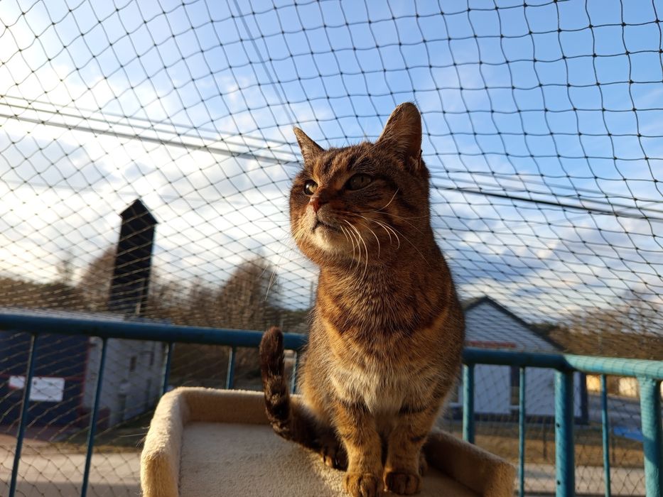 Nerkowa kotka do adopcji
