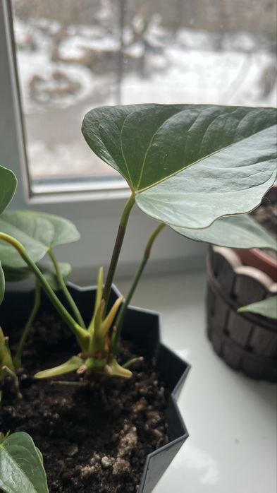 Квіти кімнатні  антіріум