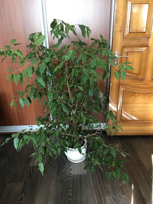 Фикус Бенджамина