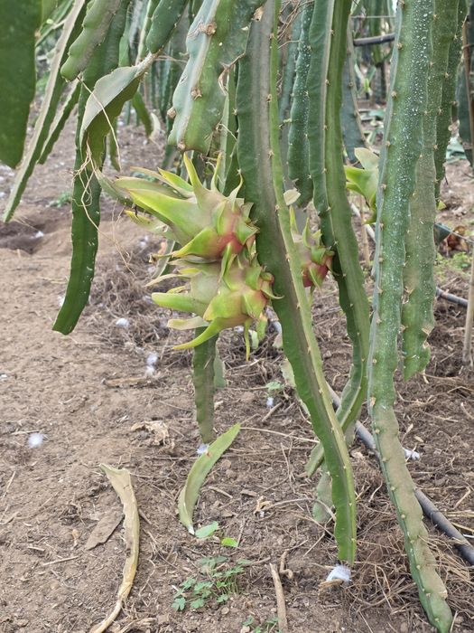 Mudas [ plantas] de Pitayas de diversas Variedades.