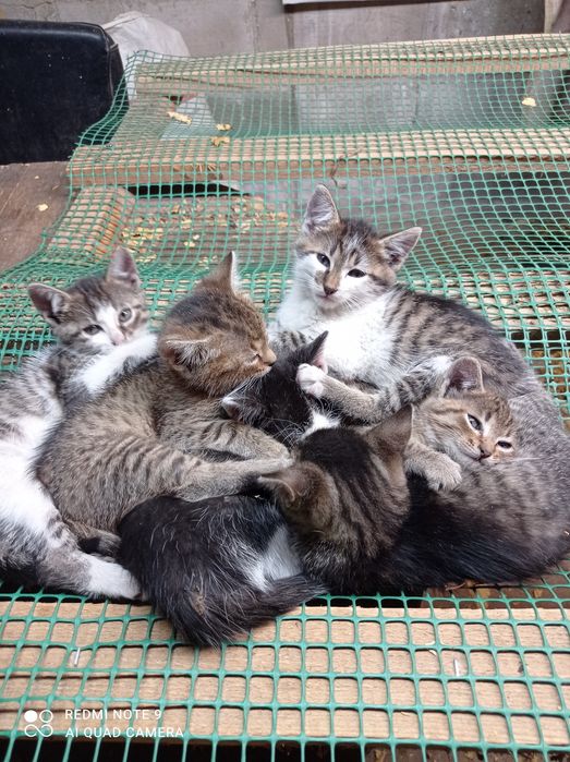 Oddam kotki w dobre ręce