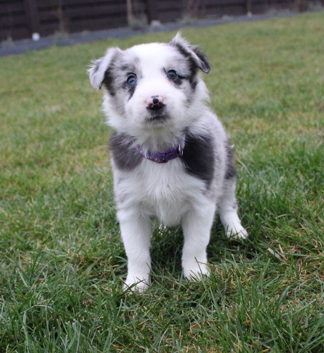 ZAREZERWOWANA!!!GOTOWE DO ODBIORU Border collie suczka blue merle