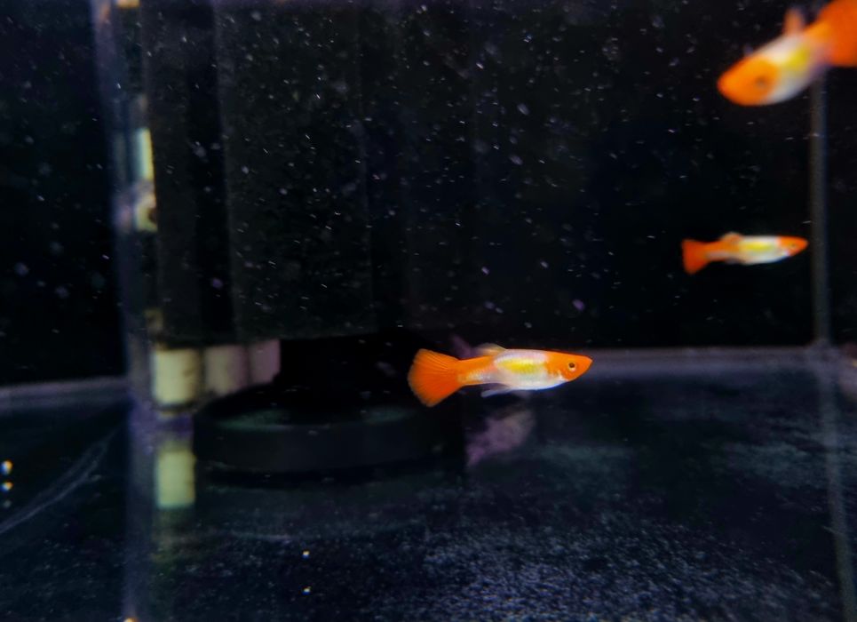 Gupiki koi samce i samice