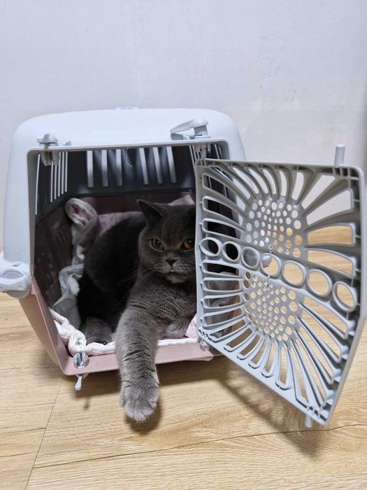 Solidny Transporter Klatka Dla Kota Psa Królika Box Kojec Do 10 kg