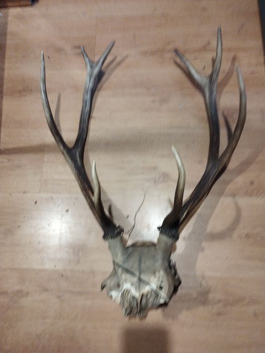 Poroże z niekompletną czaszką.