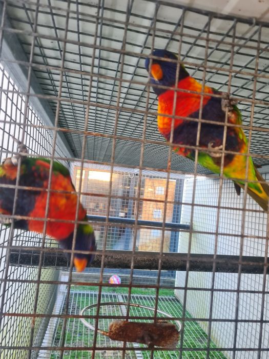 Loris para criar a mão