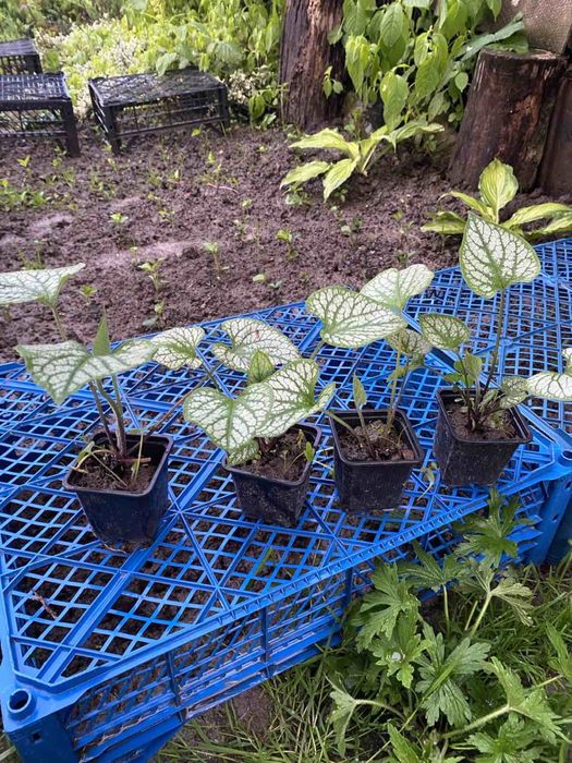 Брунера, бересклет, райс, осока