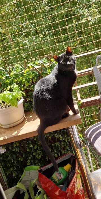 Koty do adopcji razem lub osobno