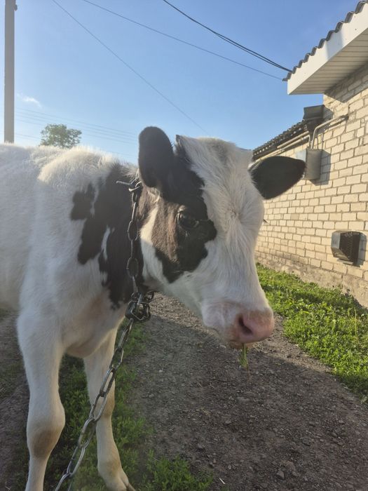 Продам теличку чотири місяці