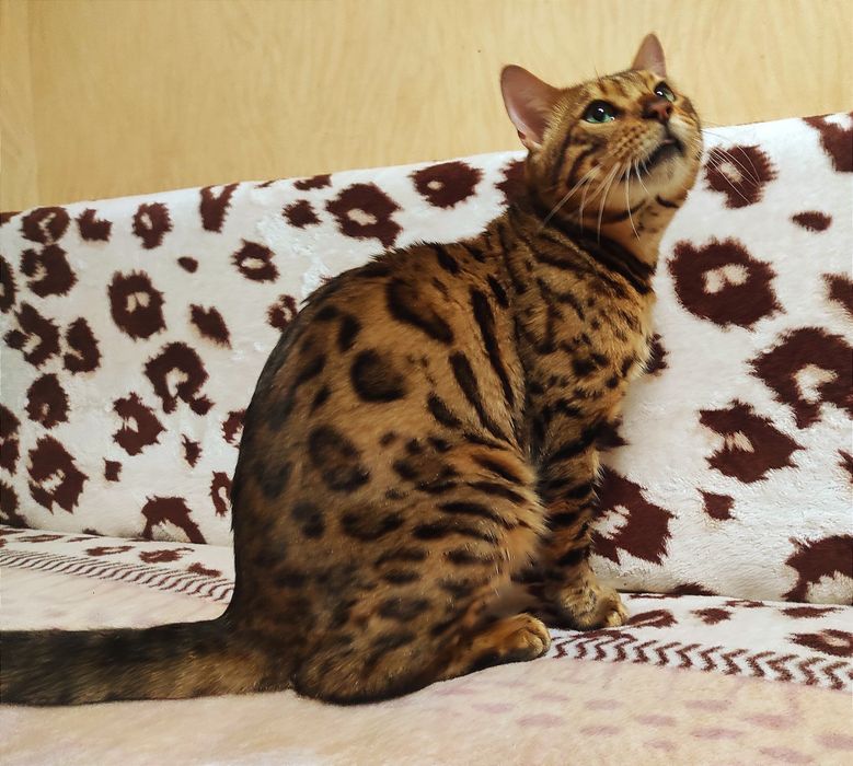 Бенгальский  котик.Вязка