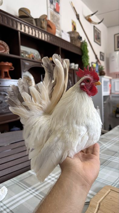 Galo reprodutor serama