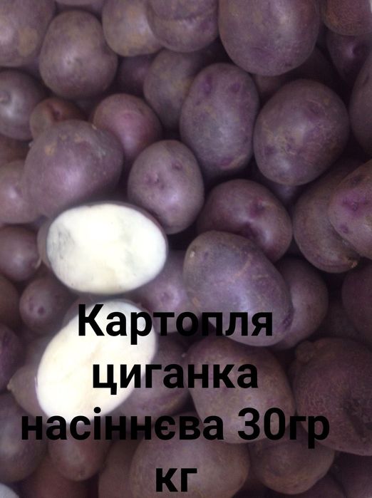 насіння гарбузові, картопля.кукурудза для попкорму.