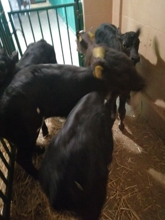 Byczki i Jałówki Brzeziny polskie