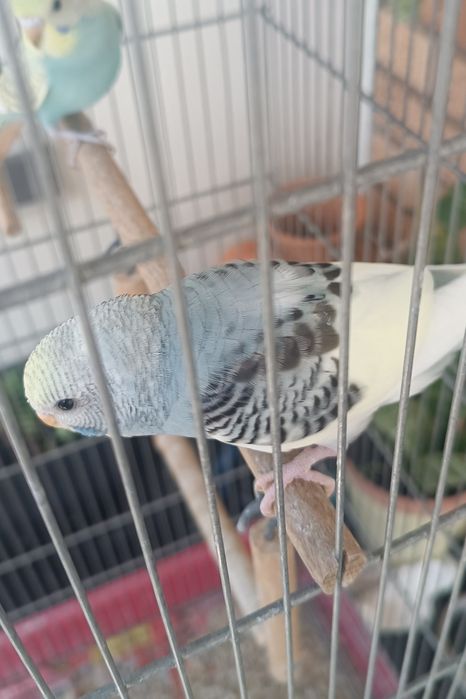 Periquito australiano macho