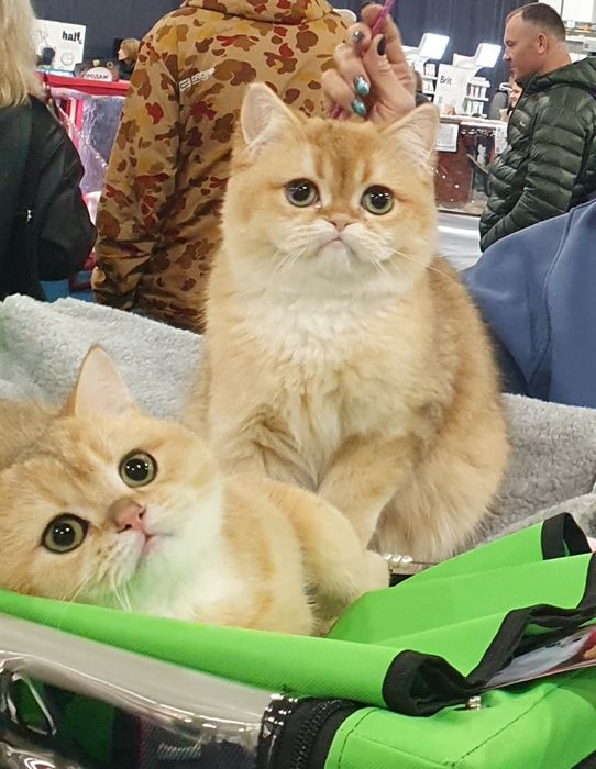 Киев срочно новогодняя скидка котята, котенок, котики британчики.